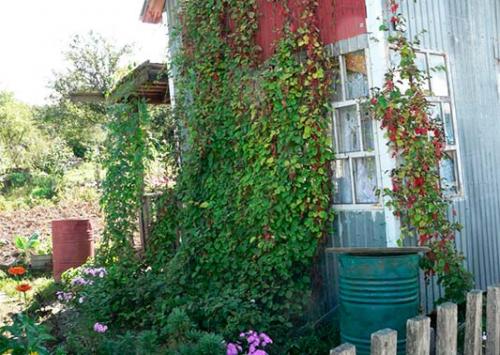 Как размножить лимонник китайский семенами. Размножение китайского лимонника черенками