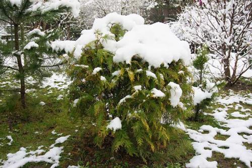 Как прикопать тую на зиму. Надо ли укрывать туи на зиму: зачем это нужно делать