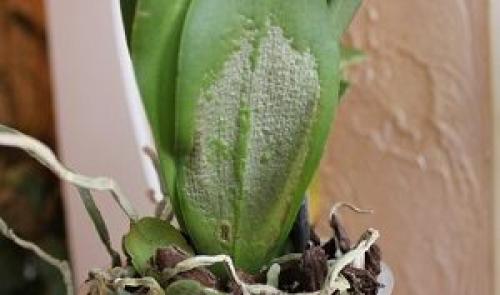 У орхидеи на цветоносе появились листья, что делать. Проявление болезней