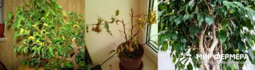 Что делать если с фикуса осыпаются листья. Почему фикусы сбрасывают листья