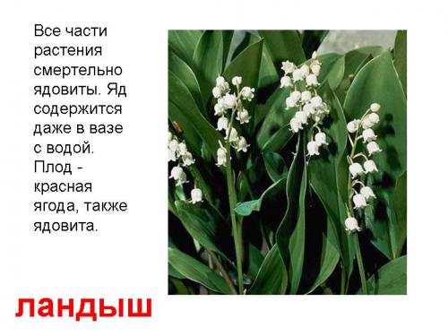Ландыш майский ядовитое растение