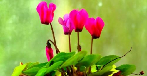 Цикламен персидский значение цветка. Можно ли держать дома цикламен
