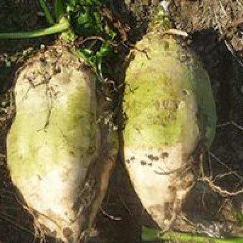 Лучшие сорта свеклы кормовой. Популярные сорта