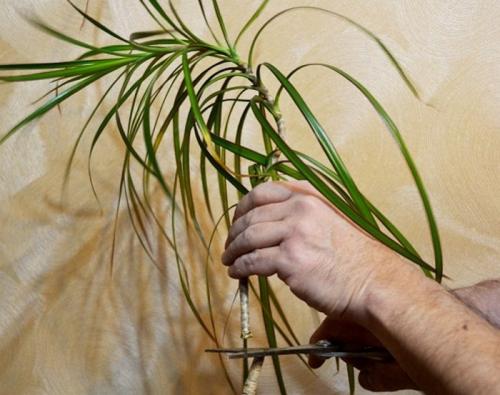 Как обновить драцену в домашних условиях. Как обновить драцену