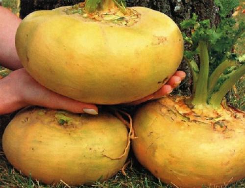 Репка, какой цвет. Обзор сортов репы