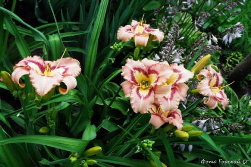 Отцвели лилейники, что делать дальше. 3 шаг - полив