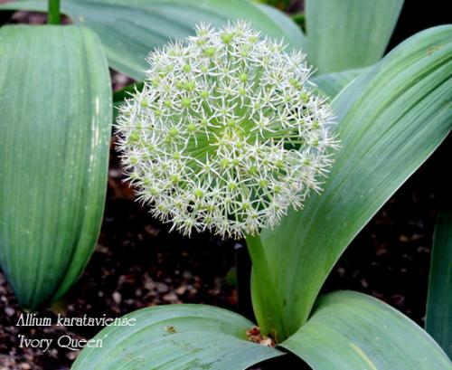 Лук христофа. Луки декоративные многолетние