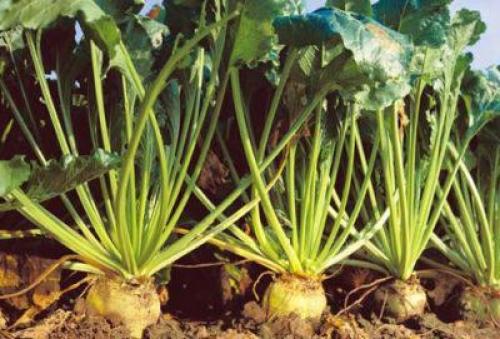 Свекла кормовая Эккендорфская красная. Характеристика и описание