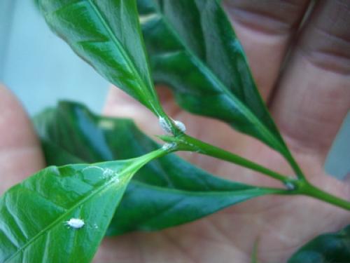 Кофейное дерево, выращиваем кофе дома - Вредители и болезни кофейного дерева