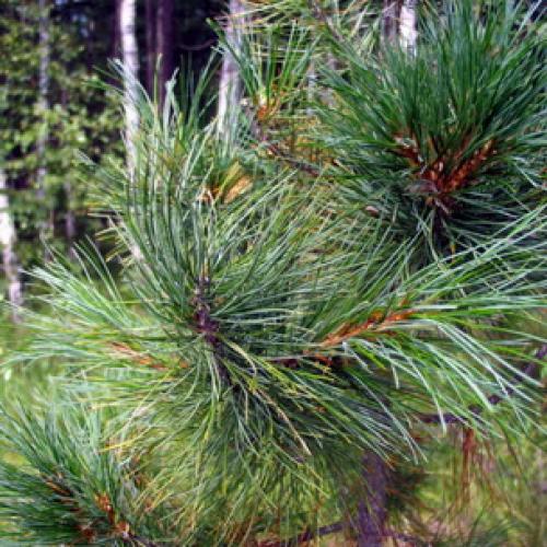 Сколько лет растет сибирский кедр. Происхождение сибирской кедровой сосны: где растет и сколько живет кедр