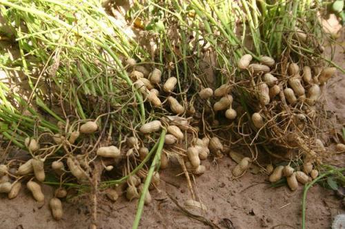 К чему относятся орехи арахис. Арахис - это орех или бобовые? Ка вырастить арахис?