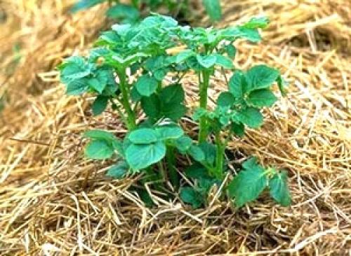 Метод Митлайдера картофель. Посадка картофеля по Митлайдеру