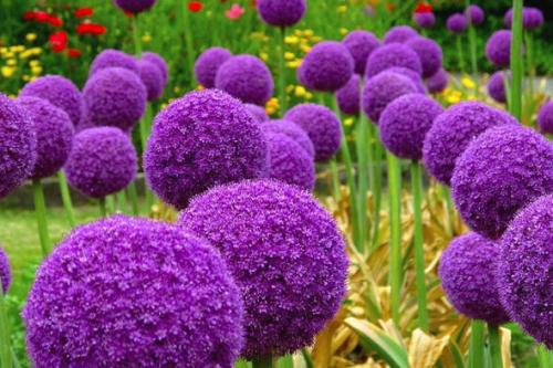 Как хранить луковицы декоративного лука. Декоративный лук: посадка и уход в открытом грунте