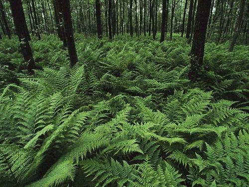 Амариллис можно ли держать дома. 10 «несчастливых» цветов, которые нельзя держать в доме