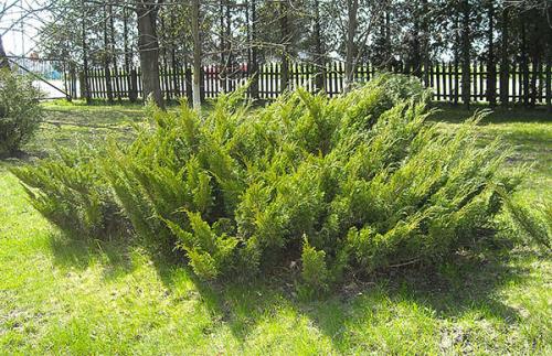 Особенности выращивания и размножения можжевельника казацкого