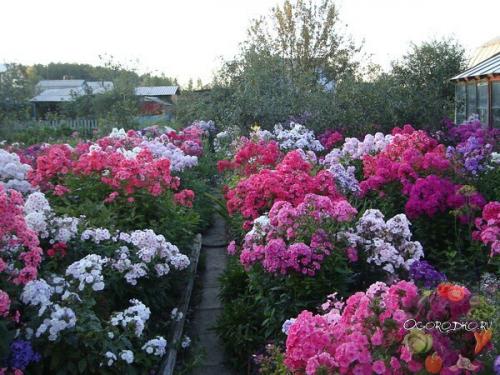 Как и когда сажать флоксы многолетние. Посадка многолетних флоксов и уход за ними: 5 секретов пышного цветения