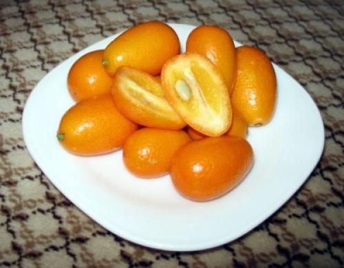 Кинкан уход. Уход в домашних условиях