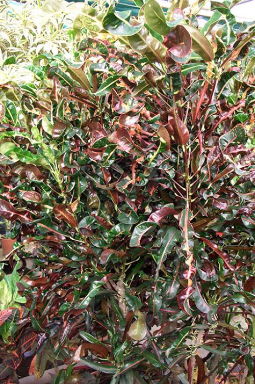 КРОТОН сбросил листья, как спасти. Описание растения