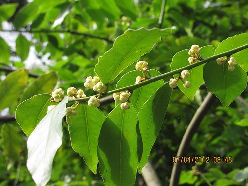 Выращивание лавра в квартире