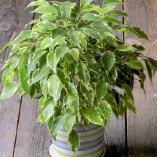 Фикус Бенджамина осыпаются листья, что делать. Почему фикус Бенджамина сбрасывает листья?