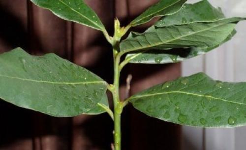 Болезни и вредители лавра благородного. Лавр: уход дома и в саду