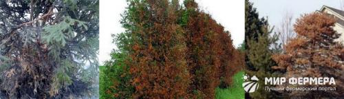 Болезни сосны лечение. Болезни и лечение хвойных растений и деревьев