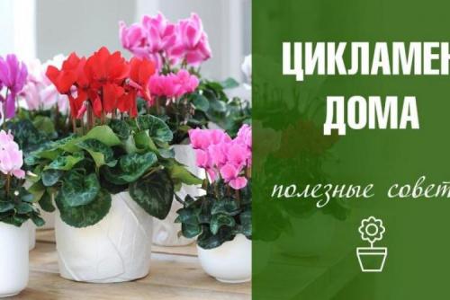 Цикламен персидский из семян