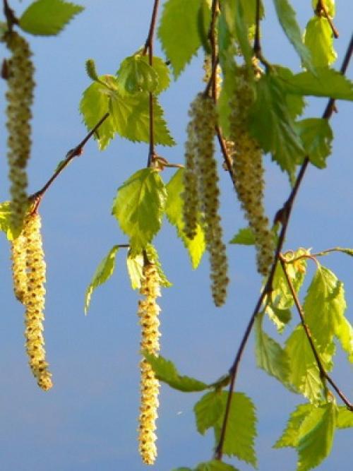 Название деревьев в России. Лиственные деревья и кустарники: названия и фото