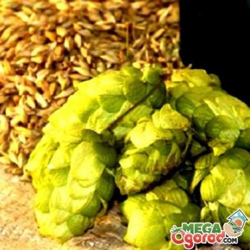 Хмель обыкновенный, как размножается.