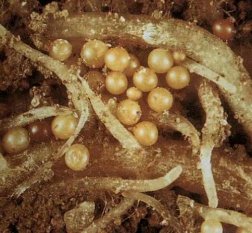 Картофельная нематода размножение. Картофельная нематода