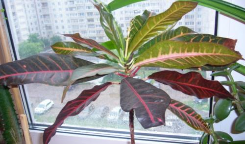 КРОТОН опали все листья. Почему у кротона сохнут и опадают листья и что при этом делать