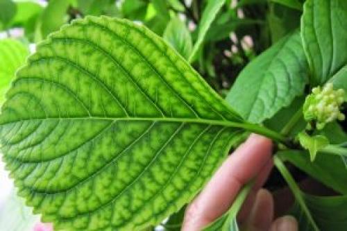 Почему на гортензии краснеют листья у. Хлороз гортензии