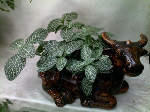 Грунт для фиттонии в флорариуме. Выращивание фиттонии в горшке