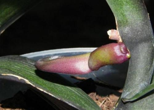 Онцидиум виды. Как ухаживать за орхидеей Онцидиум в домашних условиях