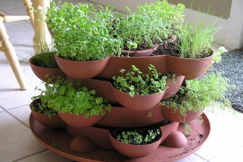 Пряные травы на подоконнике из семян самые неприхотливые. Как вырастить пряные травы на подоконнике