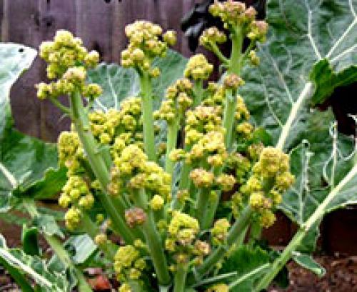 Как получить семена от цветной капусты. Как вырастить семена цветной капусты