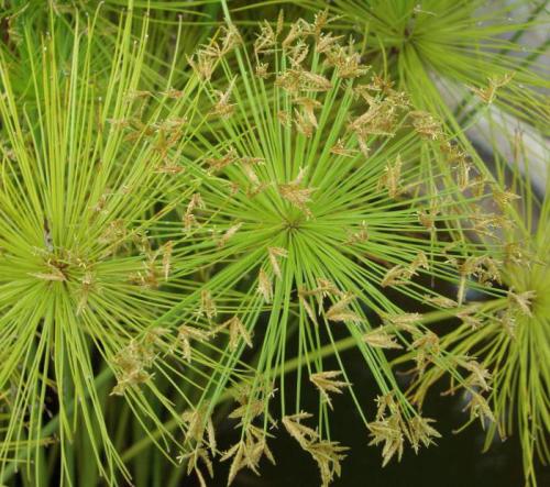 Съедобные зонтичные растения. Семейство Зонтичные: характеристика и представители