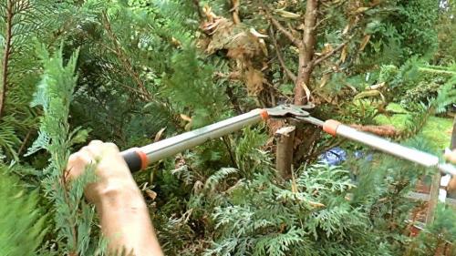 Почему желтеет пихта и что делать. Пожелтела пихта: причины и лечение, профилактика