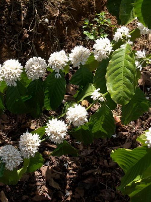 Кофейное дерево обрезка. Как выглядит кофейное дерево: описание растения