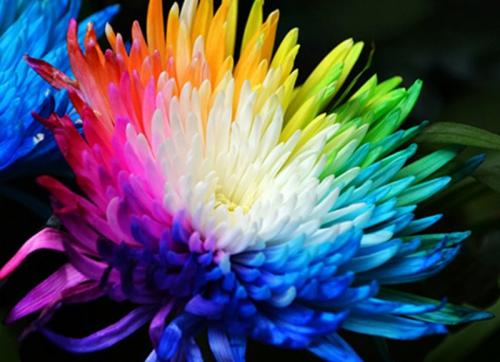 Хризантема Антонов описание сорта