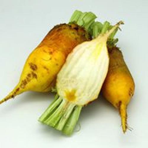 Лучшие сорта свеклы кормовой. Популярные сорта