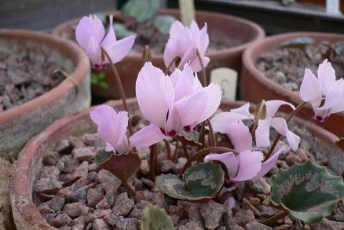 Цикламен персидский из семян