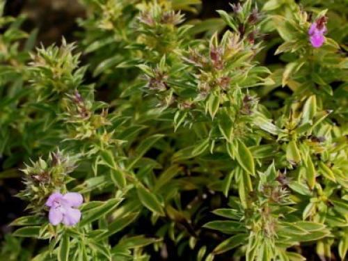 Чабер огородный Ароматный многолетний. Сорта и виды