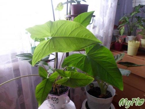 Империал вайт сингониум. Вариегатность сингониума Imperial white