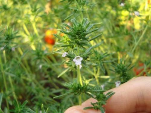 Чабер огородный Ароматный многолетний. Сорта и виды