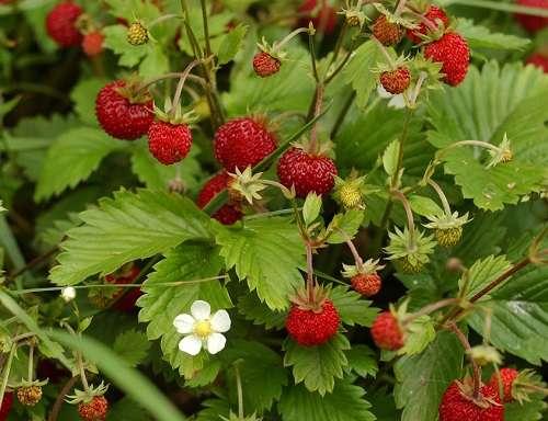 Когда созревает Черника в Московской области. Самые ягодные места Подмосковья