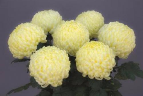 Зеленая хризантема. Мелкоцветковая и крупноцветковая хризантема кустовая. Фото и название