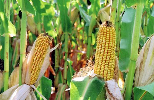 Группы культурных растений. Примеры названий культурных растений