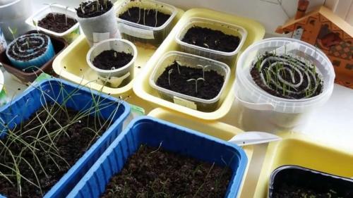 Как сажать флоксы многолетние семенами. Выращивание многолетних флоксов из семян