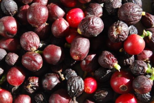 Кофейное дерево, выращиваем кофе дома - Вредители и болезни кофейного дерева